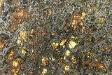 Polished Admire Pallasite Meteorite ( g) Slice - Kansas #261238-1